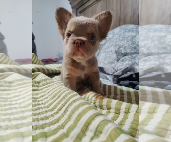 Medium Photo #10 French Bulldog Puppy For Sale in HIGHLAND VILL, TX, USA