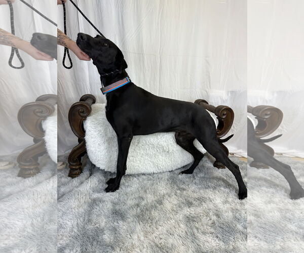 Medium Photo #3 Great Dane Puppy For Sale in Goodyear, AZ, USA