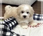 Puppy Puppy 2 Maltipoo