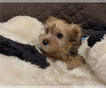 Small #1 Yorkshire Terrier