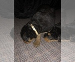 Small Photo #6 Airedale Terrier Puppy For Sale in MOSCOW, ID, USA