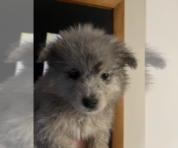 Medium Photo #1 Pomsky Puppy For Sale in MERIDEN, MN, USA
