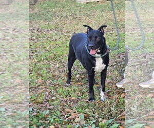 Labrador Retriever-Unknown Mix Dogs for adoption in Jackson, MS, USA