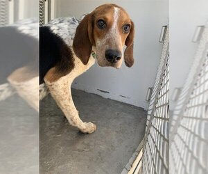 Black and Tan Coonhound Dogs for adoption in Bakersfield, CA, USA