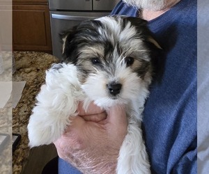 Morkie Puppy for sale in POWAY, CA, USA