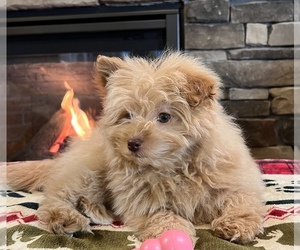 Pom-A-Poo Puppy for sale in NOBLESVILLE, IN, USA