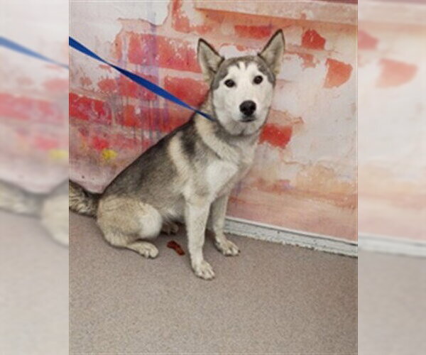 Medium Photo #1 Siberian Husky Puppy For Sale in San Bernardino, CA, USA