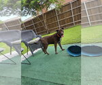 Small #3 Labrador Retriever Mix
