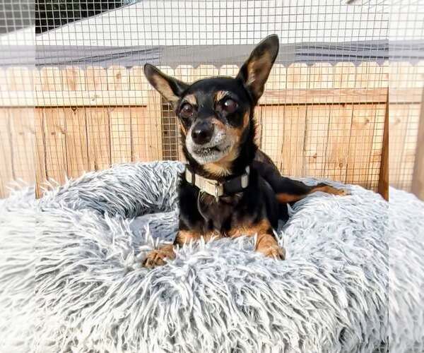 Medium Photo #1 Miniature Pinscher-Unknown Mix Puppy For Sale in New Oxford , PA, USA