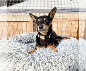 Miniature Pinscher-Unknown Mix Dogs for adoption in New Oxford , PA, USA