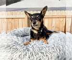 Small Miniature Pinscher Mix