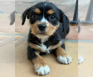 Mutt Dogs for adoption in Lake Elsinore, CA, USA