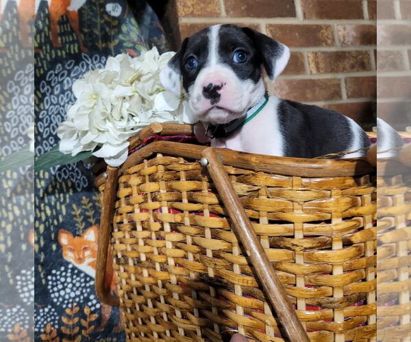 Medium Photo #10 Mutt Puppy For Sale in Holly Springs, NC, USA