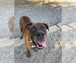 Small Photo #3 Boxer-Mastiff Mix Puppy For Sale in Hollister, CA, USA