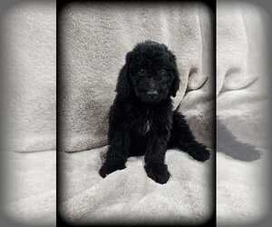 Goldendoodle (Miniature) Puppy for Sale in MULBERRY, Florida USA