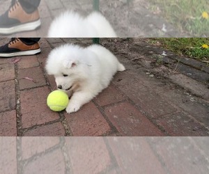 Samoyed Puppy for sale in SALINAS, CA, USA