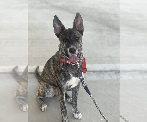 Medium Photo #1 Holland Shepherd-Unknown Mix Puppy For Sale in Dana Point, CA, USA