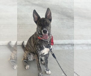Holland Shepherd-Unknown Mix Dogs for adoption in Dana Point, CA, USA