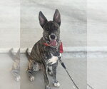 Coco - Female Holland Shepherd-Unknown Mix Dog for Adoption - Small photo