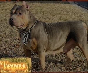 Mother of the American Pit Bull Terrier puppies born on 05/13/2026