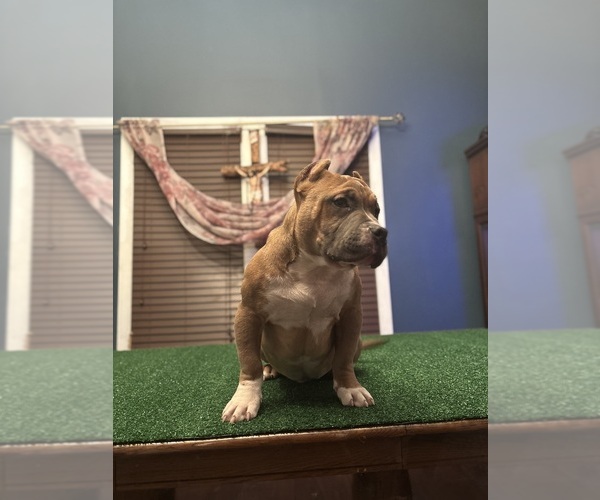 Medium Photo #1 American Bully Puppy For Sale in JOLIET, IL, USA