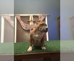 American Bully Puppy for sale in JOLIET, IL, USA