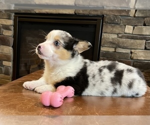 Pembroke Welsh Corgi Puppy for sale in NOBLESVILLE, IN, USA