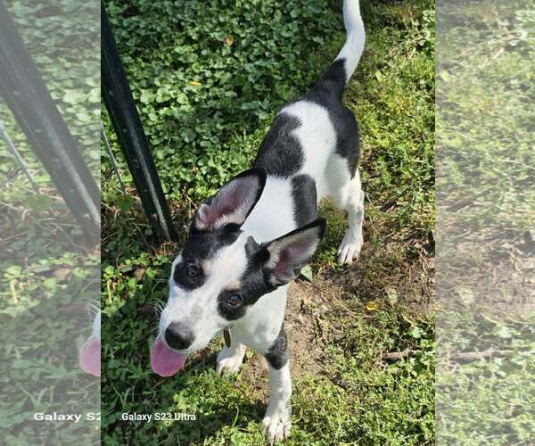 Medium Photo #2 Gerberian Shepsky Puppy For Sale in Waterloo, IA, USA