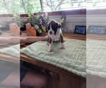 Puppy Puppy 6 Boxer