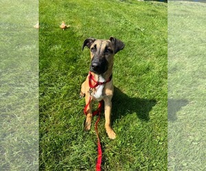 Great Dane-Unknown Mix Dogs for adoption in Woodbury, NY, USA