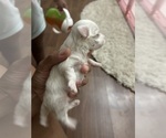 Small #1 Maltese