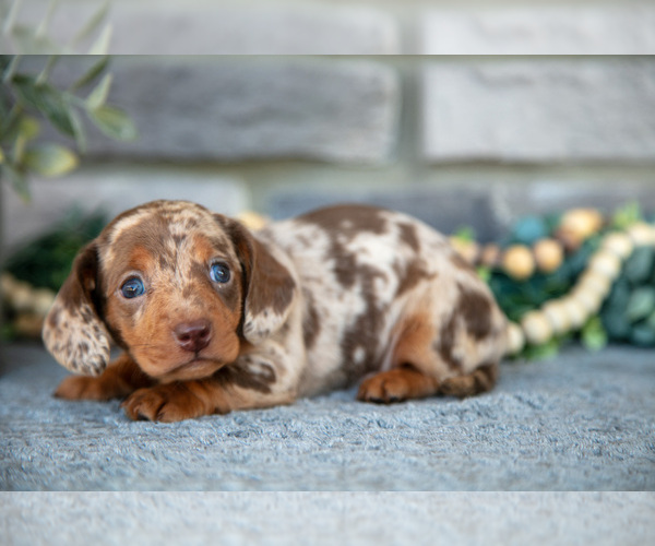 Medium Photo #9 Dachshund Puppy For Sale in TOPEKA, IN, USA