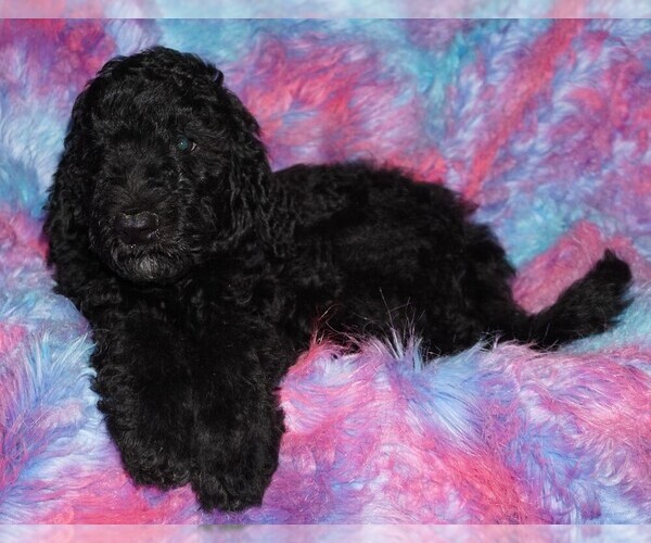 Medium Photo #1 Labradoodle Puppy For Sale in LA HABRA, CA, USA