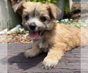 Morkie Puppy for sale in WILLIAMSBURG, IN, USA