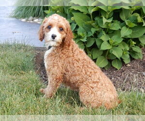 Mother of the Cavapoo (Miniature) puppies born on 02/11/2026