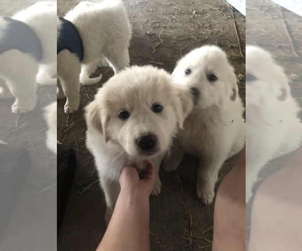 Medium Photo #1 Great Pyrenees Puppy For Sale in ALBERTSON, NC, USA