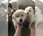 Small Photo #1 Great Pyrenees Puppy For Sale in ALBERTSON, NC, USA