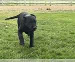 Small Labrador Retriever