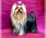 Small Photo #1 Yorkshire Terrier Puppy For Sale in FLOYD, VA, USA