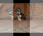 Puppy Puppy 1 Yorkshire Terrier