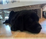 Small Photo #8 Labrador Retriever Puppy For Sale in JEFFERSONTOWN, KY, USA
