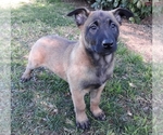 Small Photo #4 Belgian Malinois Puppy For Sale in CORNING, CA, USA