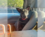 Small #5 German Shepherd Dog Mix