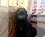 Small #5 Aussiedoodle-Labradoodle Mix