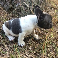 French Bulldog Puppy for sale in BROWNS MILLS, NJ, USA
