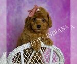 Small #1 Poodle (Miniature)