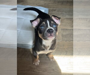 Carmichael- Nuggets litter - Male American Staffordshire Terrier-Unknown Mix Dog for Adoption - Photo #11