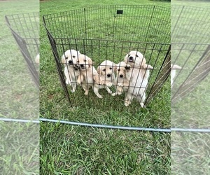Golden Retriever Litter for sale in CONCORD, VA, USA