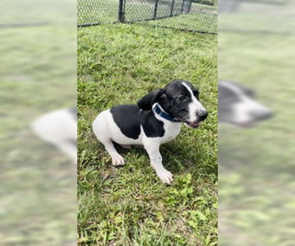 Medium Photo #6 Mutt Puppy For Sale in Oskaloosa, IA, USA