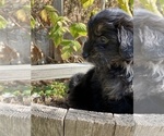 Small Photo #3 Aussiedoodle-Aussiedoodle Miniature  Mix Puppy For Sale in MONTECITO, CA, USA